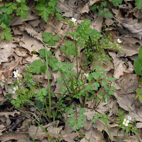 Cardamine plumieri whole