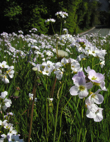 Cardamine pratensis whole