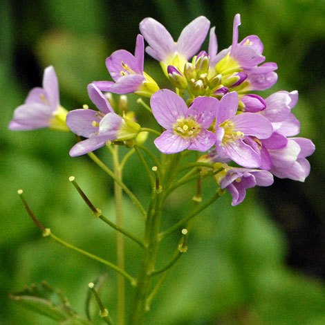 Cardamine raphanifolia close