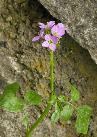Cardamine raphanifolia whole