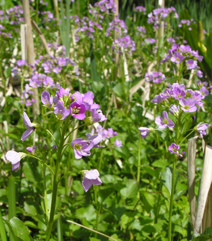 Cardamine raphanifolia whole