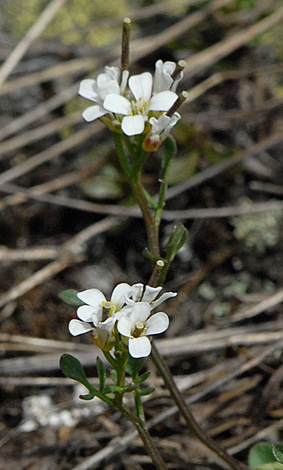 cardamine resedifolia close