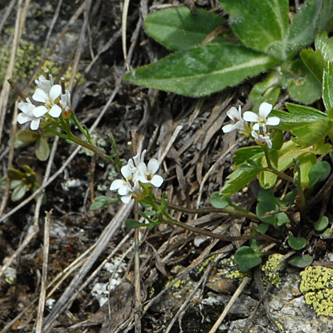 cardamine resedifolia whole