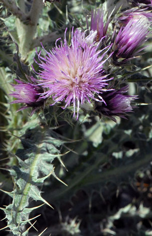 Carduus carlinoides close