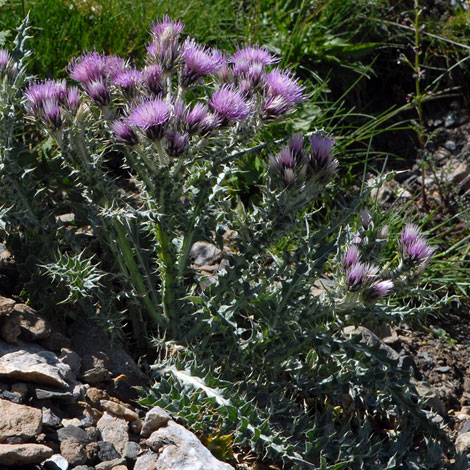Carduus carlinoides whole
