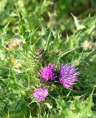 Carduus crispus close