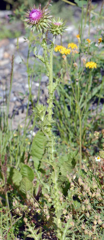 Carduus nutans whole Pyrenees
