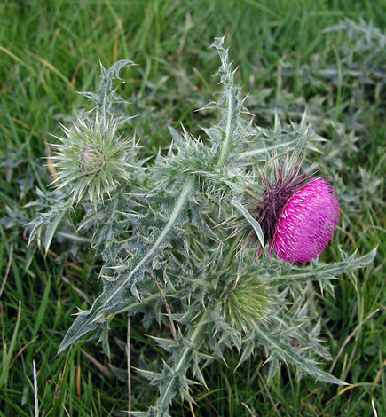 Carduus nutans whole