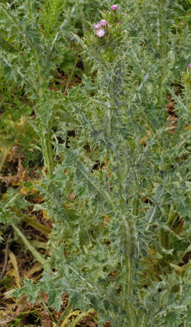 Carduus tenuiflorus whole