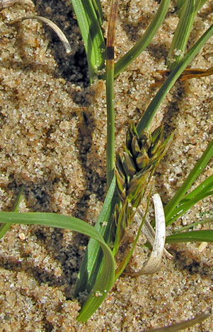 Carex arenaria whole
