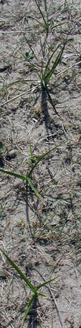 Carex arenaria line of plants