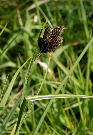 Carex atrata close Alps