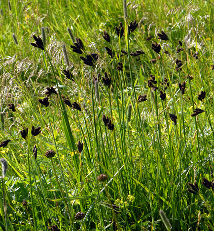 Carex atrata whole Alps