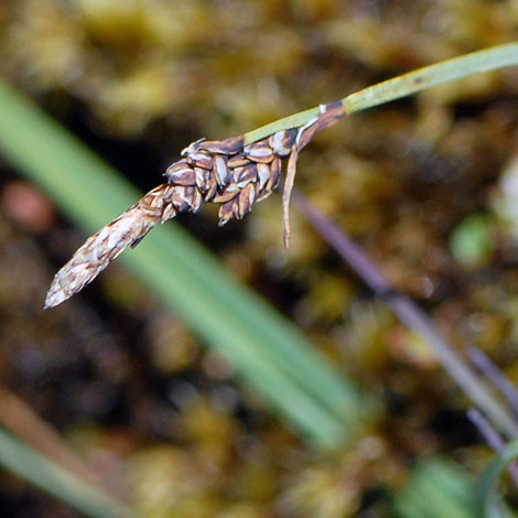 Carex bigelowii close