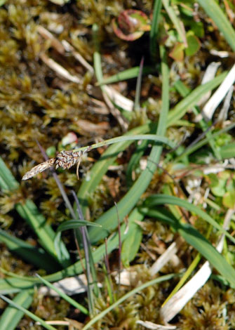 Carex bigelowii whole