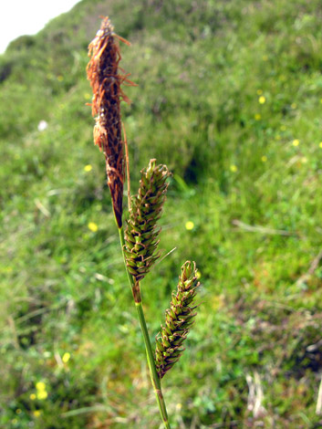 Carex binervis top