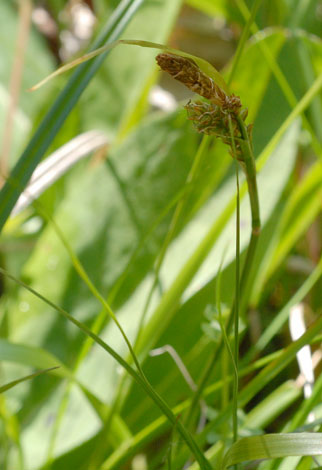 Carex caryophyllea