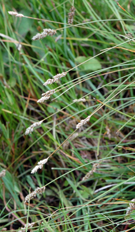Carex diandra close