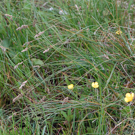 Carex diandra whole