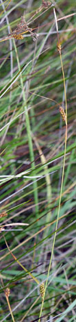 Carex distans whole