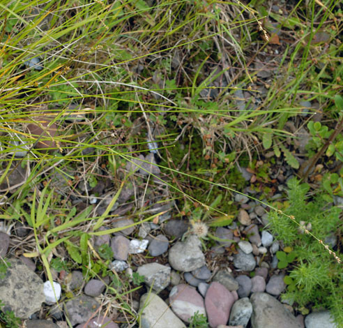 Carex divulsa ssp divulsa