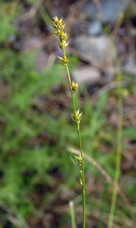 Carex divulsa ssp divulsa close