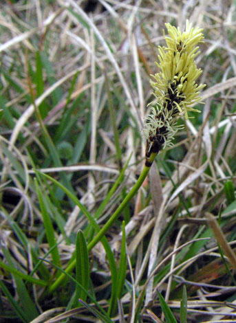 Carex ericetorum