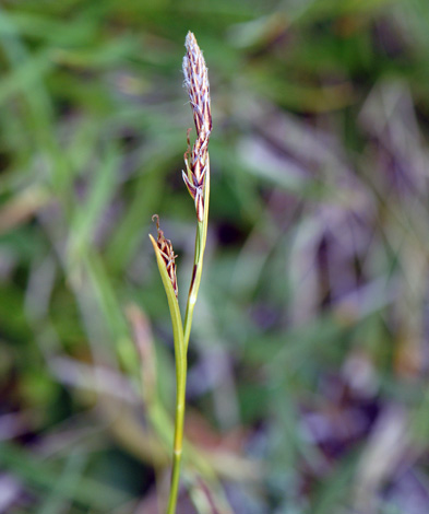 carex ferruginea close