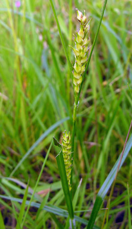 Carex hirta fruit