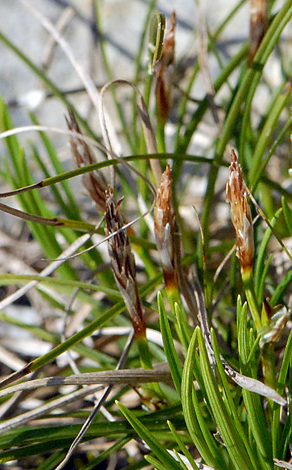 Carex humilis close