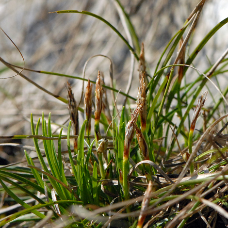 Carex humilis whole