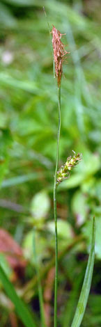 Carex laevigata fruit