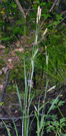 Carex laevigata whole