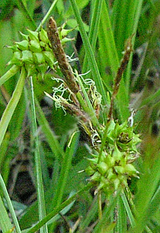 Carex viridula ssp brachyrryncha