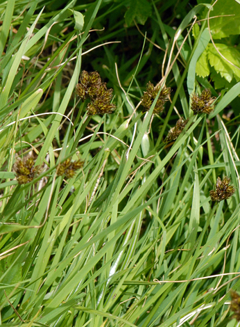 Carex leporina Andora whole