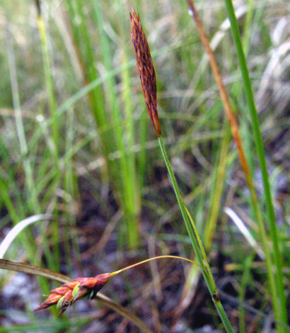 British Wild Plant Carex Limosa Bog Sedge British Wild Plant Carex Limosa Bog Sedge