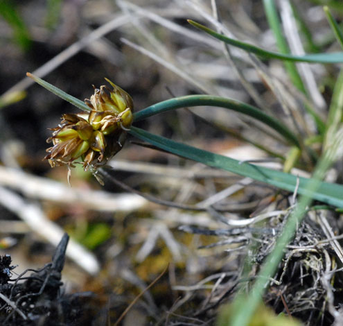 Carex maritima