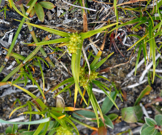 Carex viridula ssp viridula