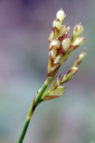 carex ornithopoda close