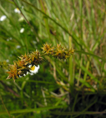 Carex otrubae close