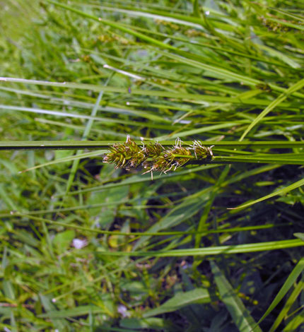 Carex otrubae whole