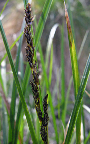 Carex paniculata close