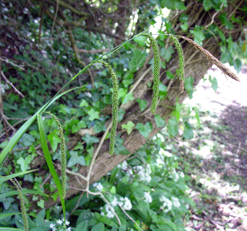 Carex pendula close