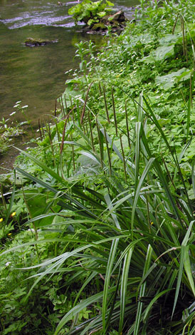 Carex pendula whole