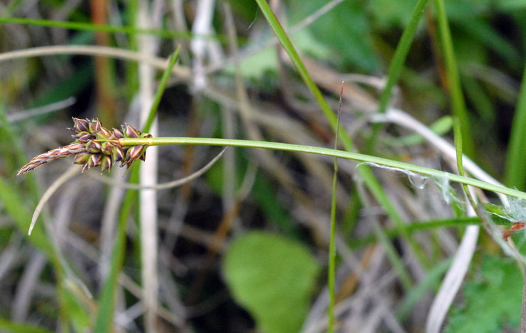 Carex pilulifera