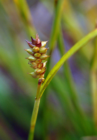  Carex punctata close