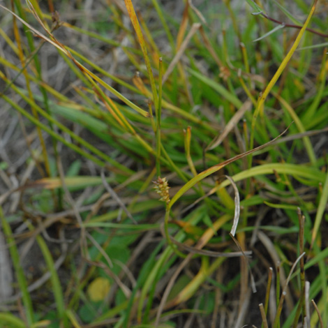  Carex punctata whole