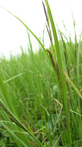 Carex recta