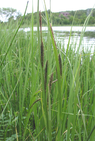 Carex recta