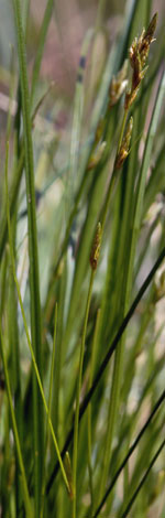 Carex remota close